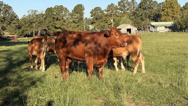 Red cattle grazing a green pasture by the barn on the 4F family farm