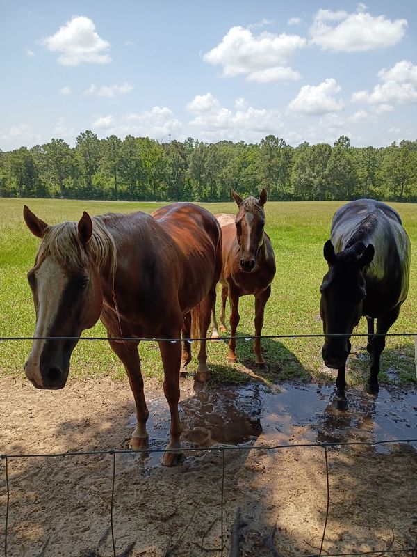 Three horses standing at the fence