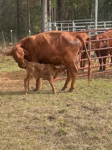 A cow nuzzling her newborn calf in the pasture