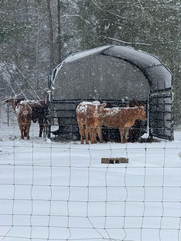 Calves bedded down by their shelter in the snow