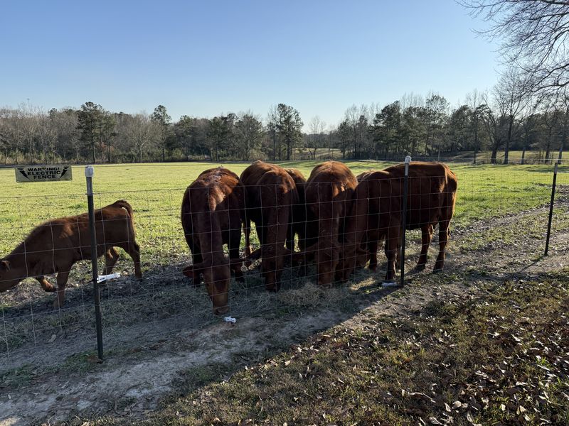 Cattle lined up at the fence at feeding time