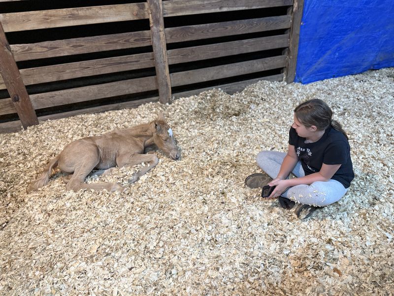 A girl sitting in the straw with a newborn foal in the stall