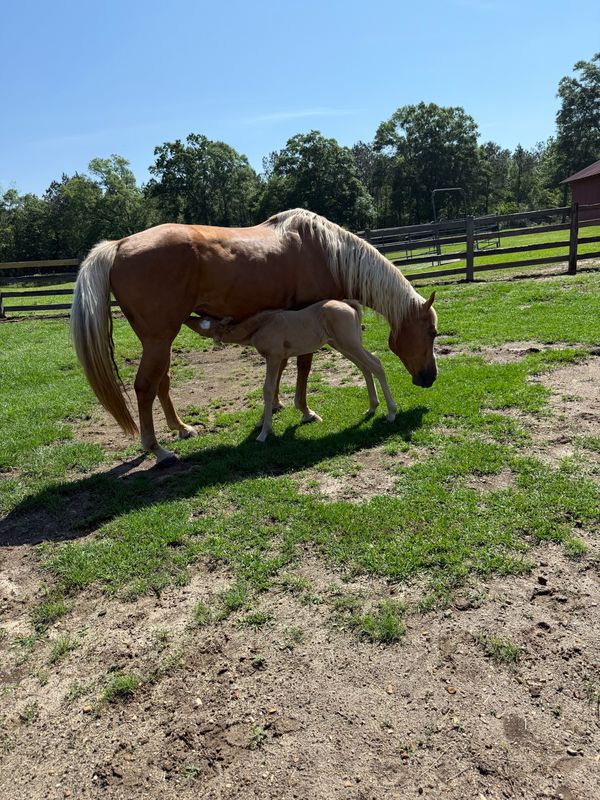 A palomino mare with her foal nursing in the paddock