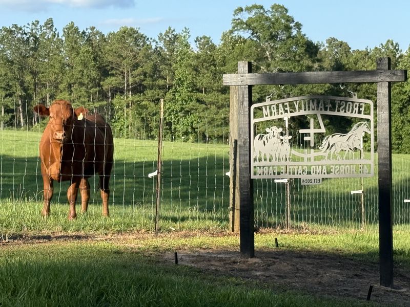 A red Akaushi Wagyu steer standing in front of the 4F farm sign near Poplarville