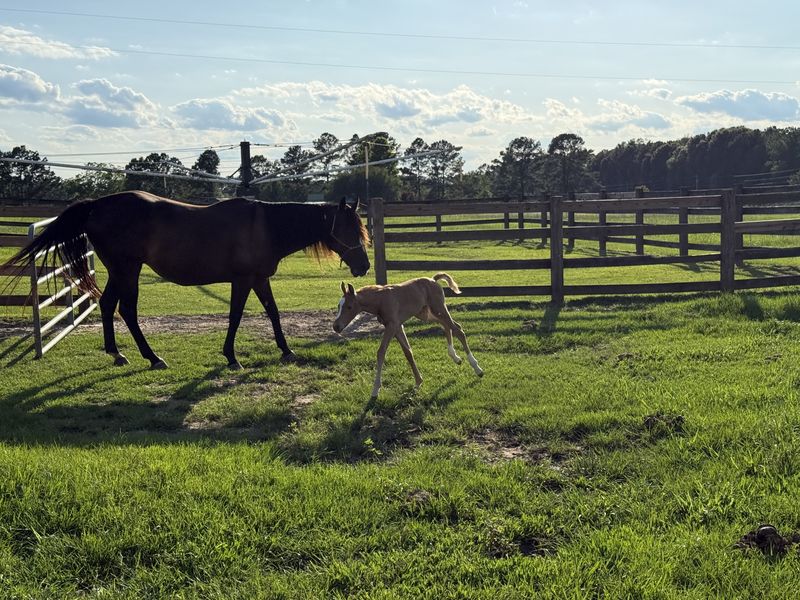 A bay mare and her foal running across the pasture