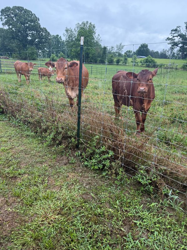 Calves grazing along the fence line on a cloudy day