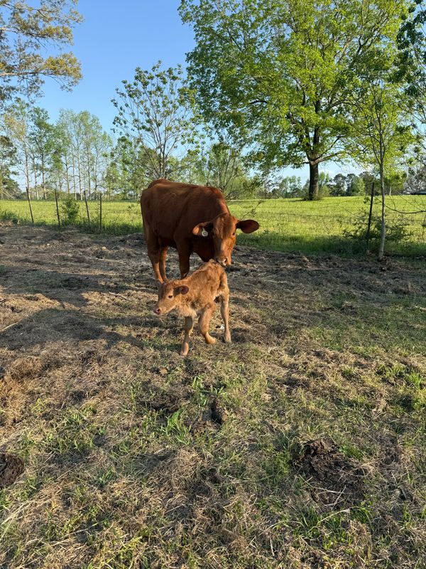 A cow and young calf standing together in spring grass