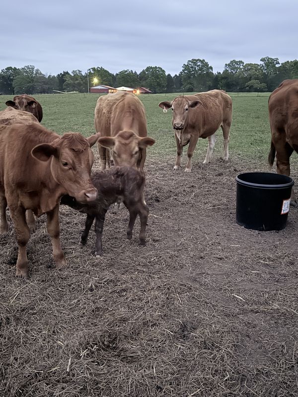 A dark calf standing among the herd at dusk