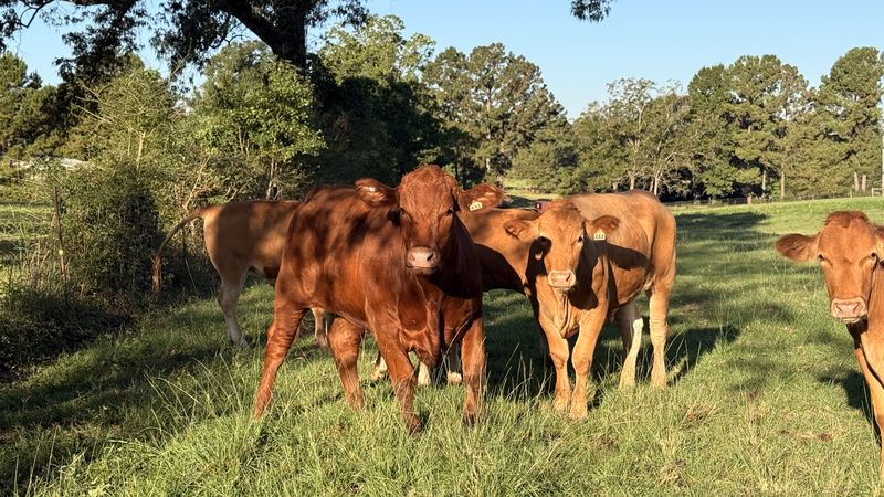 Red cattle grazing together in golden evening light on the 4F family farm
